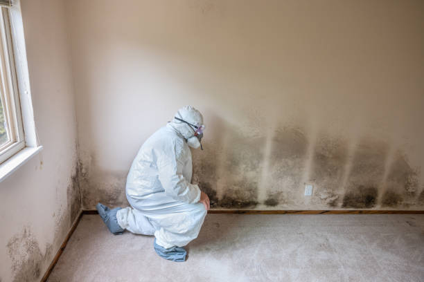 Best Residential Mold Remediation in East Los Angeles, CA