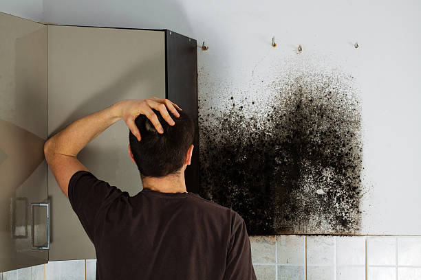 Best Crawl Space Mold Remediation in East Los Angeles, CA